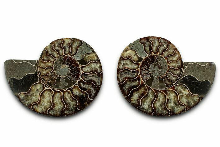 Cut & Polished, Agatized Ammonite Fossil - Madagascar #346151